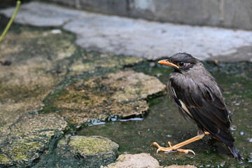 Baby Indian Myna Birds. Its other names Common myna and mynah. This is  a bird of the starling family Sturnidae. This is a group of passerine birds which are native to southern Asia, especially India.