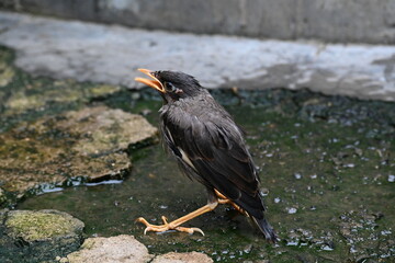 Baby Indian Myna Birds. Its other names Common myna and mynah. This is  a bird of the starling family Sturnidae. This is a group of passerine birds which are native to southern Asia, especially India.