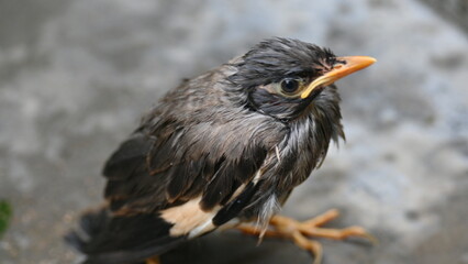 Baby Indian Myna Birds. Its other names Common myna and mynah. This is  a bird of the starling family Sturnidae. This is a group of passerine birds which are native to southern Asia, especially India.