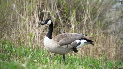 Graceful Goose Standing On Lush Green Grass By The Edge Of A Serene River, Surrounded By The Beauty Of Nature, Creating A Peaceful And Idyllic Scene That Showcases Harmony Between Wildlife And Its Hab