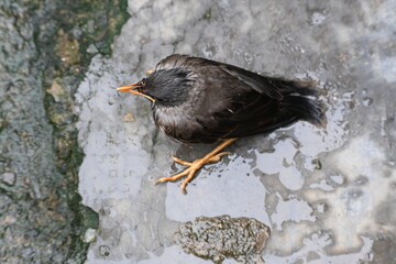 Baby Indian Myna Birds. Its other names Common myna and mynah. This is  a bird of the starling family Sturnidae. This is a group of passerine birds which are native to southern Asia, especially India.