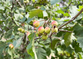hawthorn branch with green leaves and green unripe fruits