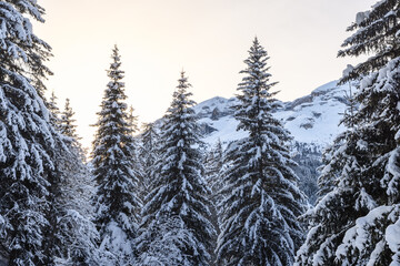 Fototapeta premium The sun sets behind snow-laden evergreens in the Italian Alps, casting a warm light over the frozen forest and enhancing the calm winter atmosphere