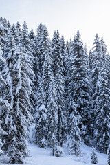 Tall fir trees stand covered in fresh snow, their branches thickly blanketed by winter in serene snowy forest (Vertical photo)