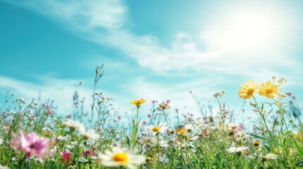 A vibrant field of wildflowers blooms under a sunny blue sky.