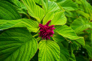 Amarant starts blooming