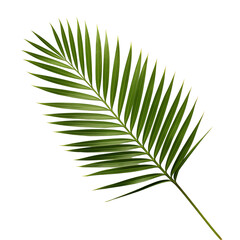 A single green palm leaf on a transparent background showing intricate textures and vibrant colors, ideal for nature and botanical themes