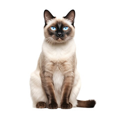 A Siamese cat with striking blue eyes sits gracefully against a transparent background in a calm indoor setting