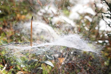 Spider web