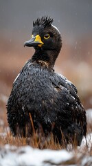 Fototapeta premium A tight shot of a bird perched in a snow-dotted field, grasses in sharp focus at the foreground