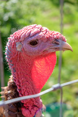 Close up portrait of live turkey face. Very cute adorable looking turkey