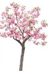 Fototapeta premium Cherry blossom tree, white isolate background