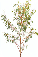 Fototapeta premium Eucalyptus tree, white isolate background