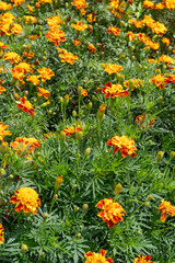 Marigold flower garden. Orange petal buds. Plant.