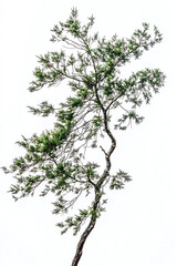 Fototapeta premium Lone tree with green leaves, white background