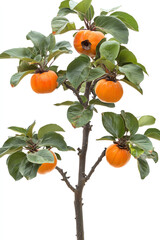 Persimmon tree with ripe fruits, white background