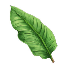Tropical leaf on a white background. Tropical leaf in png. Isolated illustration.