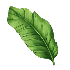 Tropical leaf on a white background. Tropical leaf in png. Isolated illustration.