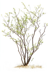 Fototapeta premium Small bush with green leaves, white background