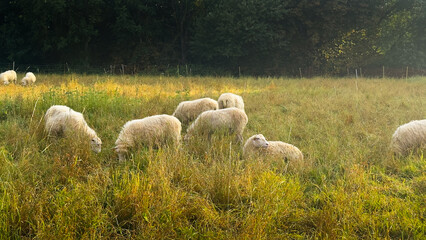 sheep in the field. autumn