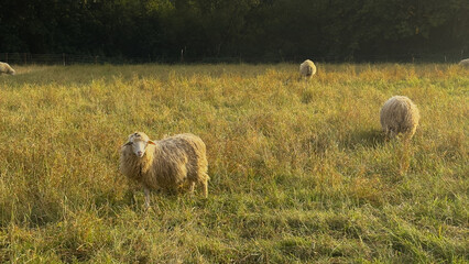 sheep in the field. autumn