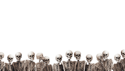 A lineup of human skeletons arranged uniformly against a plain transparent background