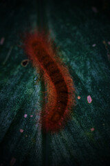 A red caterpillar is crawling on a green leaf