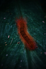 A red caterpillar is crawling on a green leaf