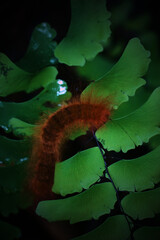 A caterpillar is crawling on a leaf