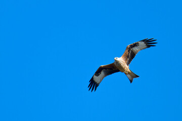 Rotmilan (Milvus milvus) bei der Jagd