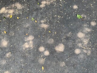 Obraz premium texture with a background, Black gray cement road with autumn green yellow leaves