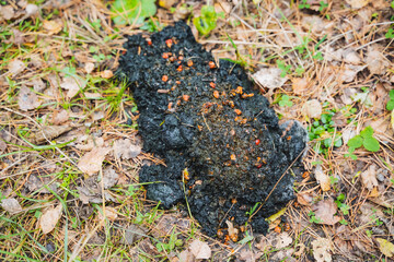 Discovering wildlife scat in its natural habitat can provide significant insights into the health and dynamics of various ecosystems