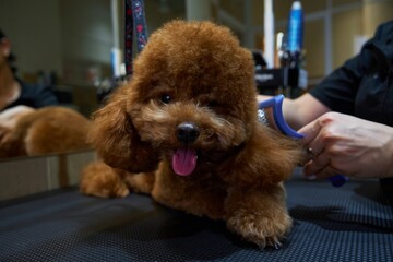 Adorable dog receiving grooming at a pet salon during afternoon hours