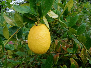A big ripe lemon fruit on tree close up. photo taken in malaysia
