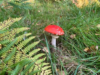 Isolated toadstool mushroom in the woodland
