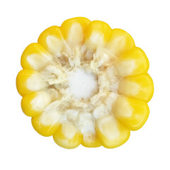 Cross Section of Corn Cob