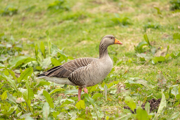 The greylag goose or graylag goose Anser anser on a green lawn., breeding adult