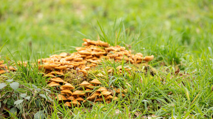 Velvet shank Flammulina velutipes beige mushrooms, in the lush grass, among the spring time leaves, fungi collected around a rotton tree stump