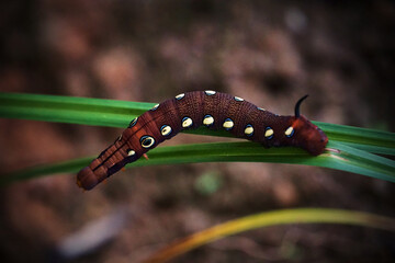 A large brown caterpillar with white spots is on a leaf