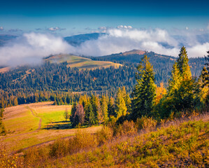 Astonishing autumn view of foggy mountain valley. Marvelous morning scene of fir foliage forest in...