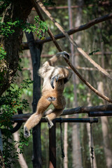 Gibbon monkey at Chiang mai zoo, Thailand