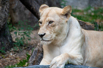lioness relaxing at Chiang mai zoo, Thailand