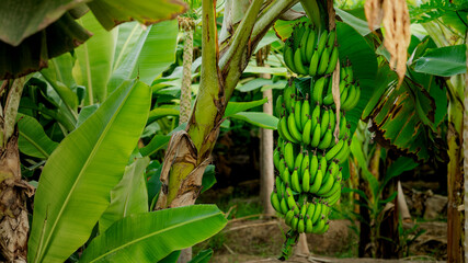 banana