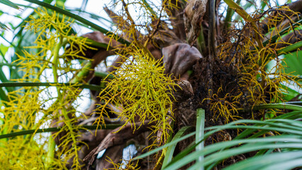 The Trachycarpus fortunei palm's bright yellow inflorescence erupts from a packet-like bud in late winter and early spring and is held within the crown.