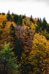 autumn, trees, landscape, nature, autumn colors, wallpaper, forest