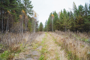 A serene and tranquil forest path, lush with vibrant greenery and stunning autumn hues, creating an ideal scenic view for exploration