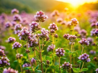 Obraz premium Beautiful Wild Marjoram and Oregano Blossoms in a Vibrant Field - Close-Up Landscape Photography