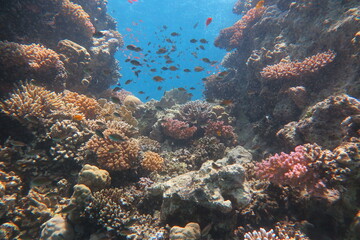 Red Sea Underwater Wonders: Scuba Diving, Marine Life, Corals & Sea Creatures