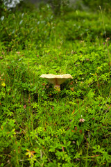 Nature Landscape in Iceland