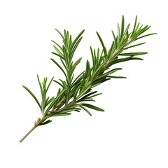 Fototapeta premium Fresh rosemary sprig on a clean background showcasing its aromatic green leaves